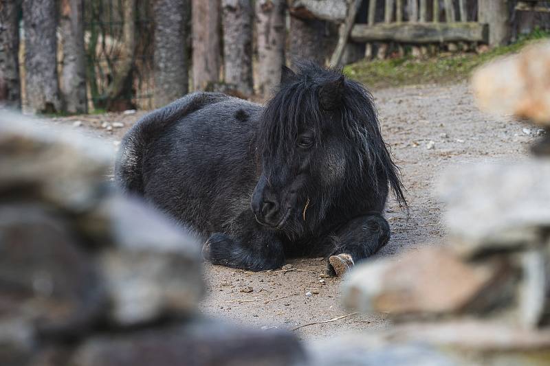 Ani v lednu není v jihlavské zoologické zahradě nuda. Zvířata se ráda ukazují.