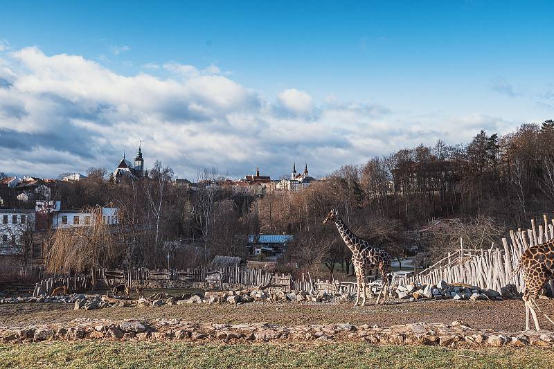 Ani v lednu není v jihlavské zoologické zahradě nuda. Zvířata se ráda ukazují.