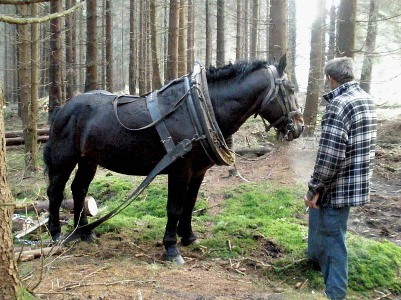 Hájenka pod Javořicí u Velkého pařezitého rybníka nedaleko Telče bude jedním z míst, kde se uskuteční Den za obnovu lesa.