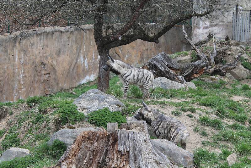 Po 115 dnech opět otevřela jihlavská zoologická zahrada. Nejčastěji přišly maminky s dětmi, které neodradilo ani chladné počasí.