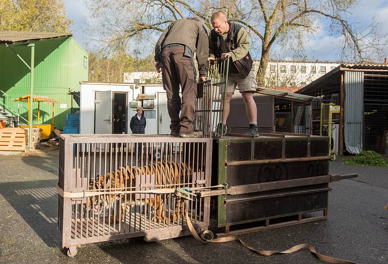 Jihlavská zoo má nového samce tygra sumaterského ze Zoo Brno.