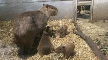 Jihlavská ZOO má nové přírůstky. Rozrostla se i rodina kapybar.