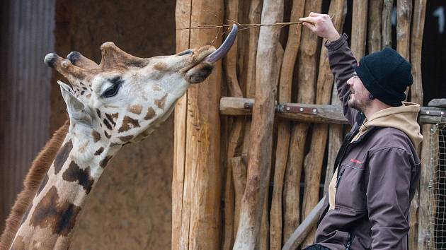 Komentované krmení žiraf v Zoo Jihlava.