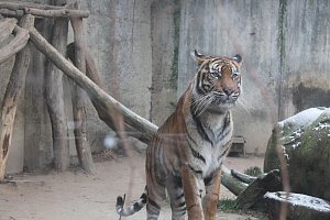 Zoo Jihlava je otevřená i na Štědrý den, návštěvnost tam vždy o Vánočních prázdninách vzroste.