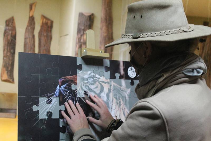 Dvacet  tisíc korun za adopci tygra nemůže dát každý. Proto Zoo Jihlava nabízí unikátní puzzle, díky kterým vyjde podpora na dvě stovky.