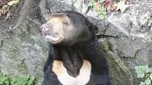 Tento druh medvěda se má na jaře vrátit do zoo v Jihlavě.