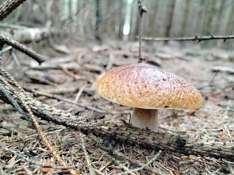 Na houby se vydala koncem týdne také Zuzana Musilová.