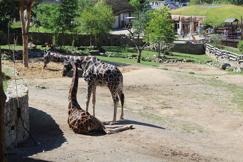 Jihlavská zoo je nejvíce navštěvovaným turistickým cílem Vysočiny. Divácky atraktivní jsou zejména komentovaná krmení zvířat.