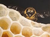 V úlu. Pro včely byla dlouhá zima náročná.
