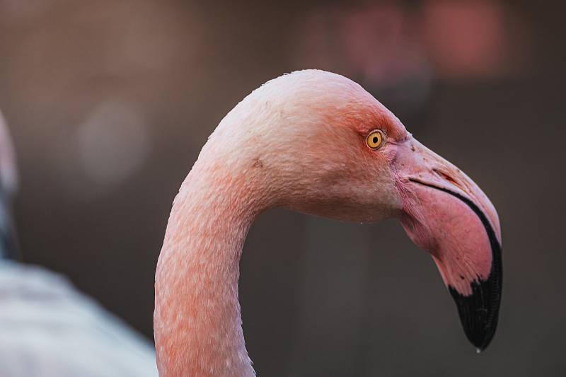 Ani v lednu není v jihlavské zoologické zahradě nuda. Zvířata se ráda ukazují.