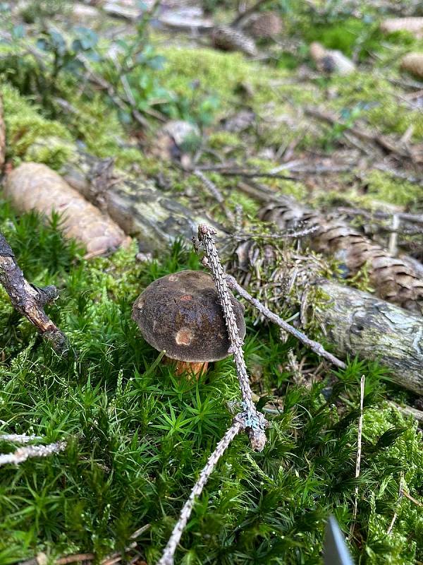 Rostou. Houbaři na Jihlavsku si domů nosí koše s houbami. Musí ale vědět, kde hledat.