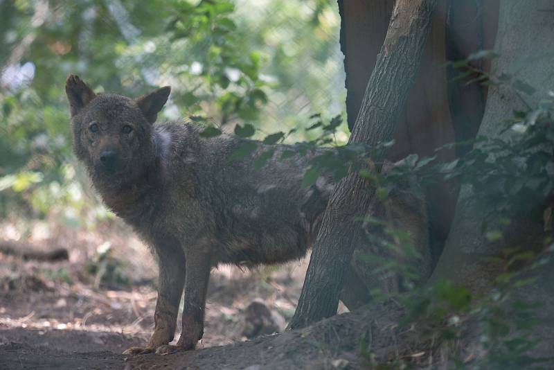 Do jihlavské zoologické zahrady se po zabezpečení výběhu vrátila dvojice vlka iberského.