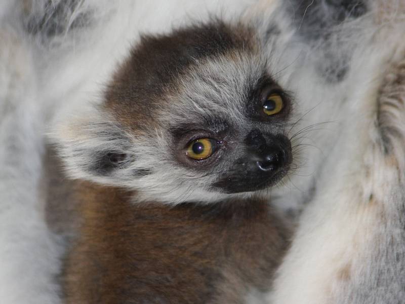 Mládě lemura kata se má čile k světu. Návštěvníci zoo se mohou těšit také z malých jehňátek a kůzlátek.