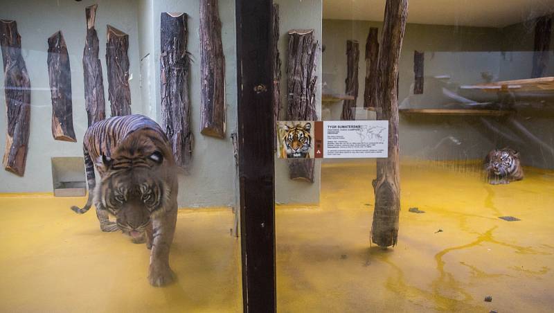 Jihlavská zoo má nového samce tygra sumaterského ze Zoo Brno.