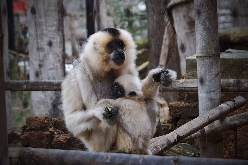 Zvířata v jihlavské zoo.