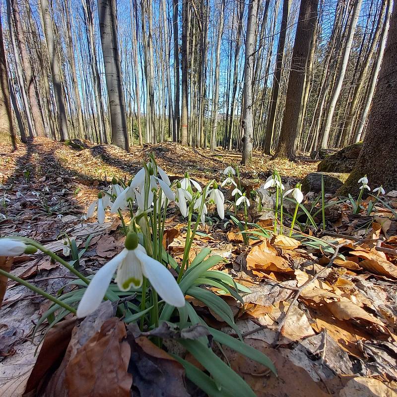 Jaro na Vysočině. Ilustrační snímek