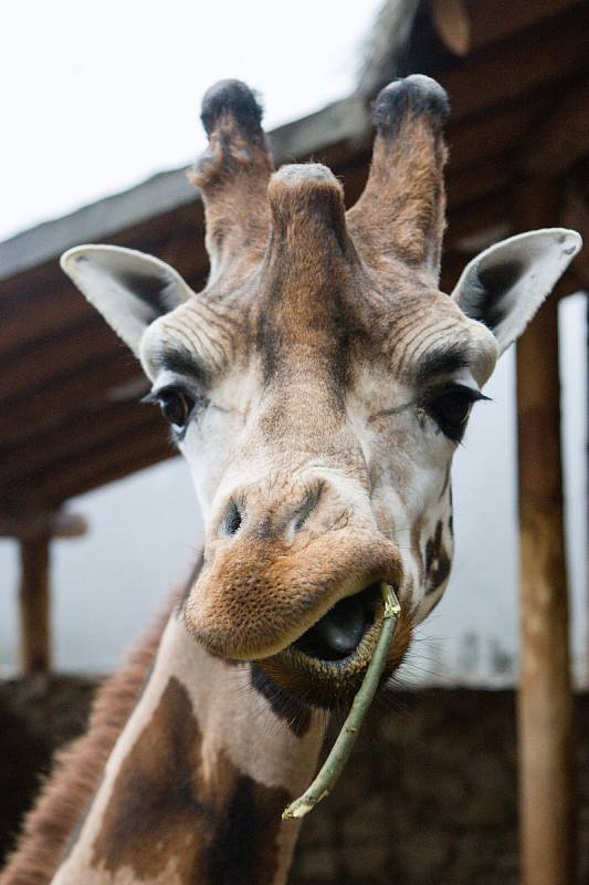 Komentované krmení žiraf v Zoo Jihlava.