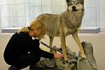 Sražený vlk z dálnice D1 je nyní ve vlastnictví Muzea Vysočiny Jihlava.