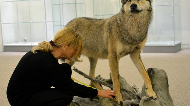 Sražený vlk z dálnice D1 je nyní ve vlastnictví Muzea Vysočiny Jihlava.