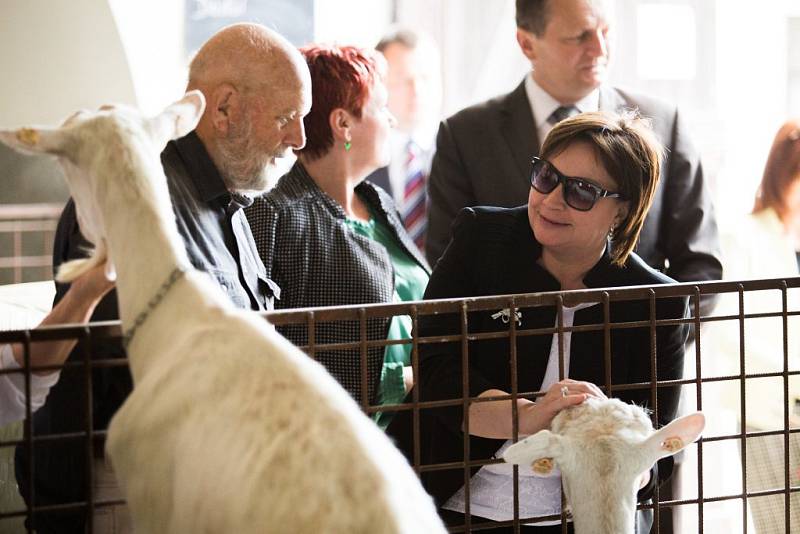 Ivana Zemanová na kozí farmě v Ratibořicích.