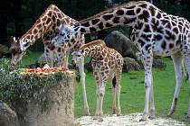 V říjnu 2010 byl Manu žirafím mládětem, které v ostravské zoologické zahradě slavnostně pokřtili. Ve čtvrtek už by měl dvouletý samec žirafy Rothschildovy přijet do Jihlavy. Tady bude nyní doma.