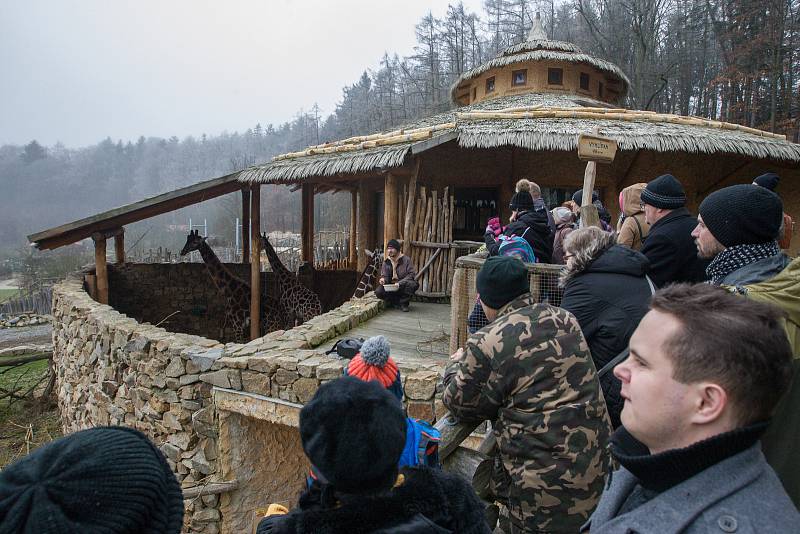 Komentované krmení žiraf v Zoo Jihlava.