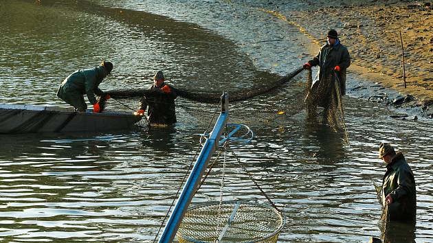 Rybářské spolky z Telče se pustily do výlovu impozantního Štěpnického rybníka. Akce započala ranním požehnáním, které vedl kněz Josef Maincl. Po něm se rybáři vrhli k sítím, ze kterých za několik hodiny vylovili stovky ryb. Rok 2021