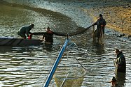 Rybářské spolky z Telče se pustily do výlovu impozantního Štěpnického rybníka. Akce započala ranním požehnáním, které vedl kněz Josef Maincl. Po něm se rybáři vrhli k sítím, ze kterých za několik hodiny vylovili stovky ryb. Rok 2021
