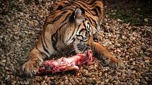 Ani v lednu není v jihlavské zoologické zahradě nuda. Zvířata se ráda ukazují. Tygr sumaterský.