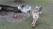 JIhlavská zoo má i na podzim co nabídnout. Mimo jiné je tam několik mláďat.