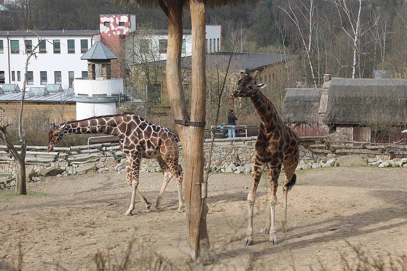 Po 115 dnech opět otevřela jihlavská zoologická zahrada. Nejčastěji přišly maminky s dětmi, které neodradilo ani chladné počasí.