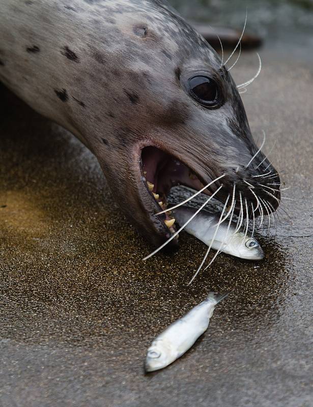 ZOO Jihlava, ilustrační foto