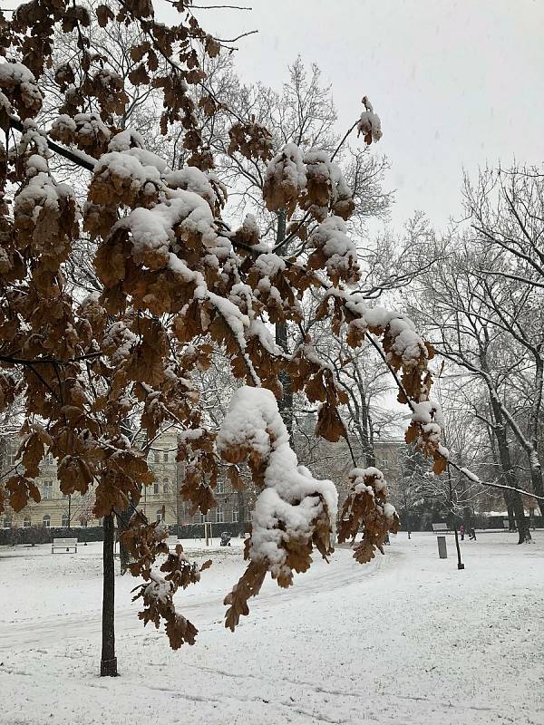 Procházka prvním sněhem v Dolním parku ve Znojmě.