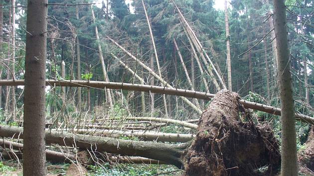 Stromy u Velkého Pařezitého rybníku, který je oblíbeným přírodním koupalištěm v jihlavském okrese, zdecimovala bouřka s větrnou smrští.