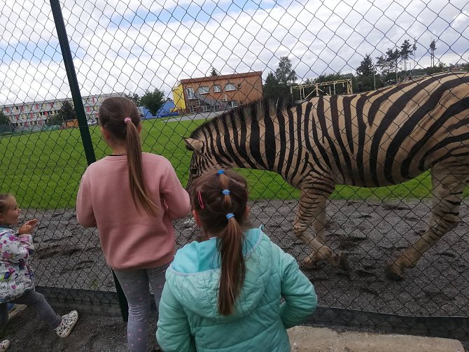 Zebra, která se dostala na baseballové hřiště u ZŠ Demlova, byla pro místní nečekaným zpestřením.