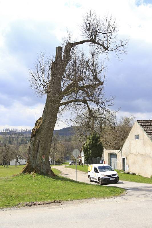 Památná lípa v Praskolesích.