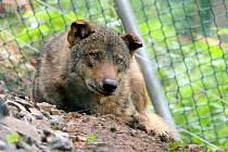 V jihlavské zoologické zahradě otevřeli expozici s vlky