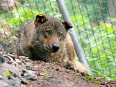 V jihlavské zoologické zahradě otevřeli expozici s vlky
