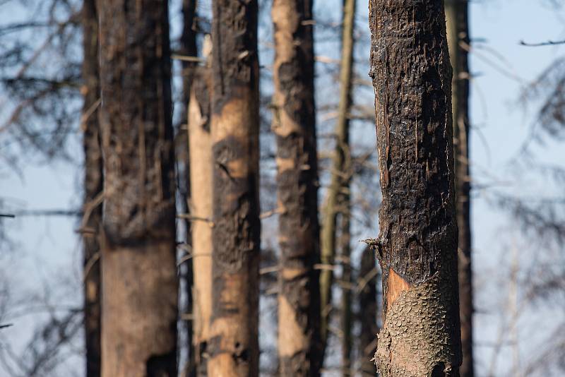 Les po požáru z 6. - 7. dubna 2020 u Kamenice na Jihlavsku.