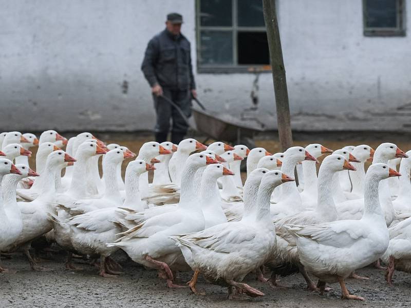 Husí farma v Rohozné na Jihlavsku.