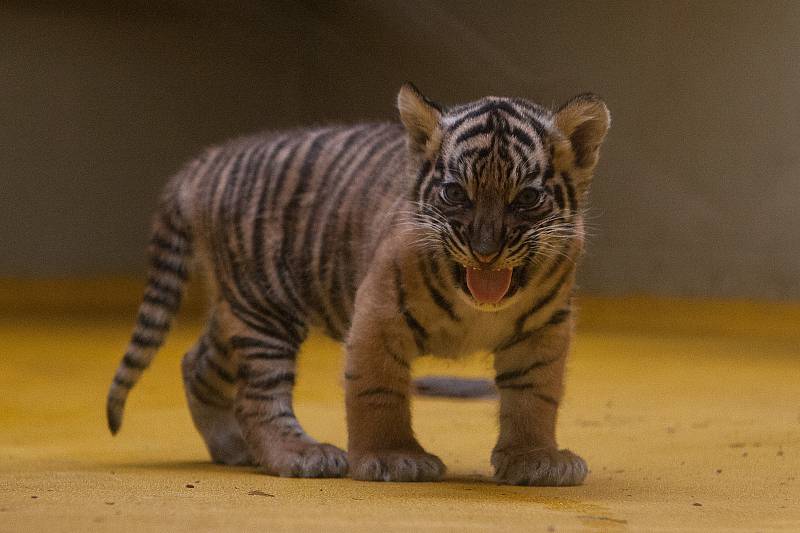 Zoo Jihlava.