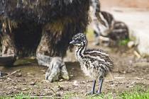 Nová mláďata jihlavské zoologické zahrady. Čtyřčata emu hnědých.