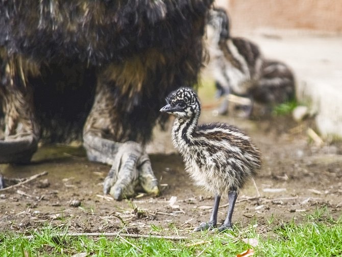Nová mláďata jihlavské zoologické zahrady. Čtyřčata emu hnědých.