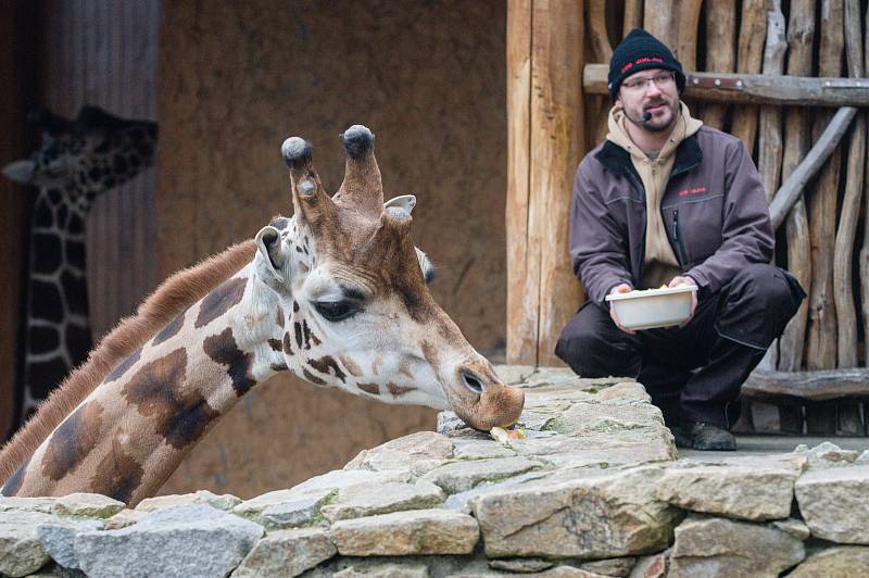 ZOO Jihlava, ilustrační foto