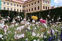 Zahrada u zámku v Jaroměřicích nad Rokytnou v těchto dnech nabízí barevnou květinovou přehlídku.