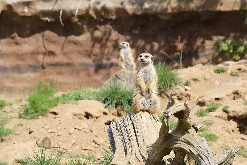 Zoo Jihlava loni v květnu.