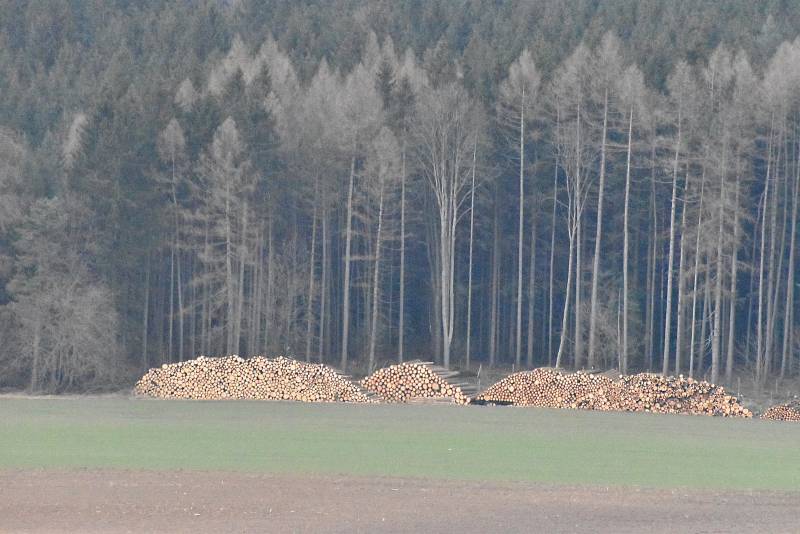 Vyrovnané pyramidy pokácených kmenů pod stolovou horou Ostaš. A to je teprve začátek nezbytné těžby kůrovcem napadených stromů.