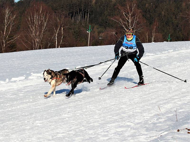 17. ročník saňových závodů psích spřežení v Janovičkách.