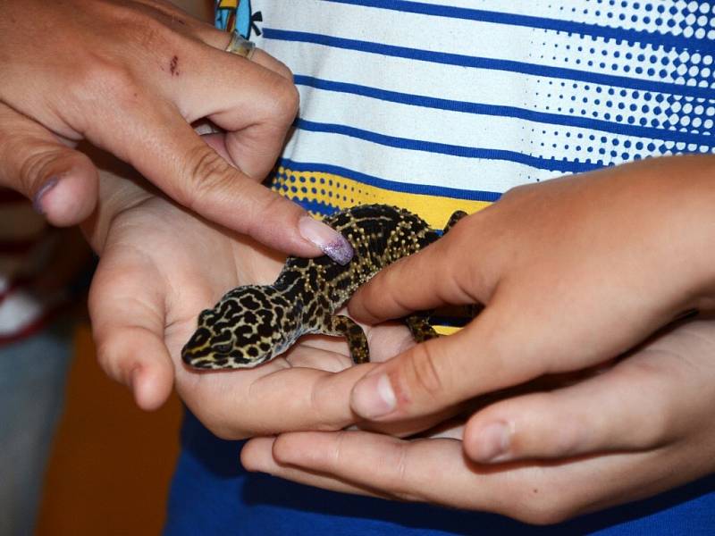 Výuku v Základní škole 1. Máje v Náchodě - Bělovsi zpestřili domácí mazlíčci.