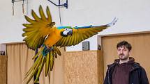 Volné létání papoušků v sokolovně ve Studnici.